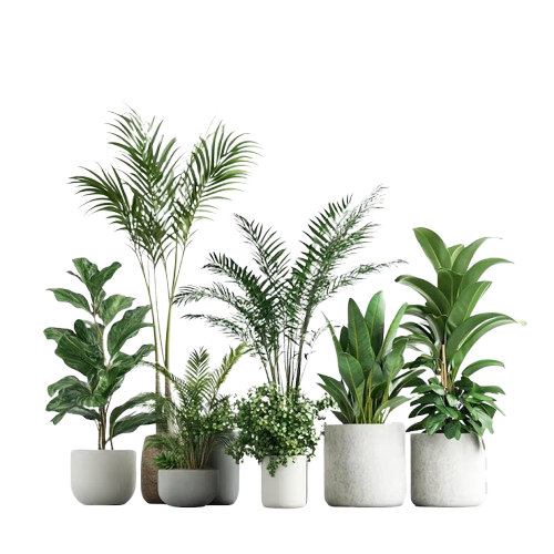 نباتات داخلية